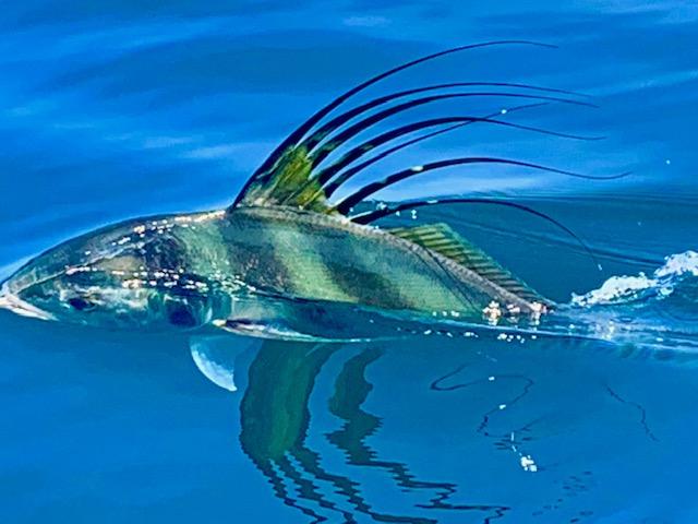 Roosterfish are biting in Boca Chica - Reel Inn in Panama Sport Fishing