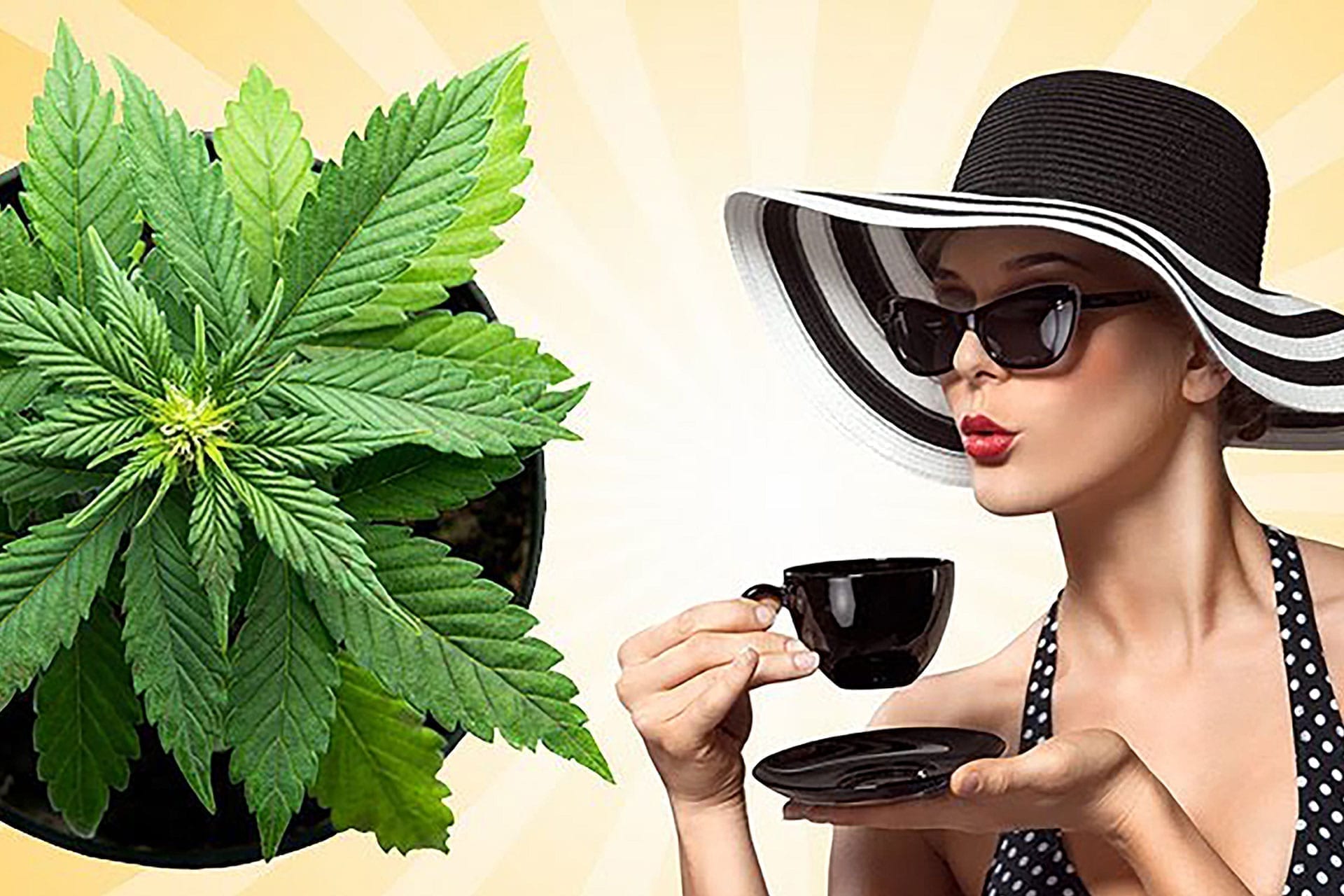 mjs-summercannabisevents
