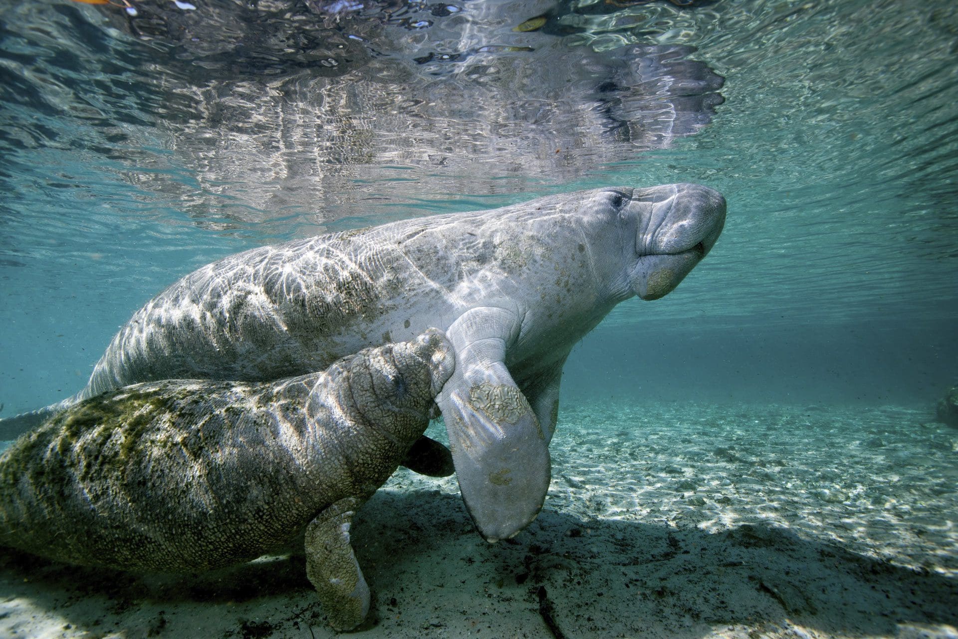 bizproweb-stock-ManateeMotherandCalf